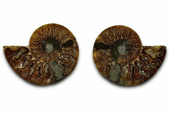 Cut & Polished, Agatized Ammonite Fossil - Madagascar #318106